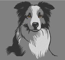Border collie 6