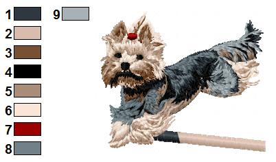 Yorkshire agility