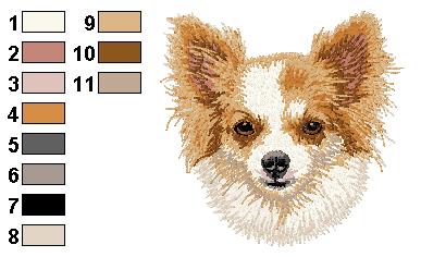 Chihuahua 1