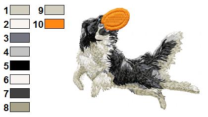 Border collie disk