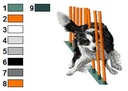 Border collie agility 2
