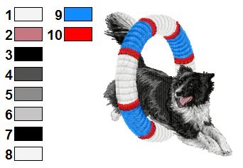 Border collie agility 1
