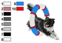 Border collie agility 1