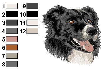 Border collie 3