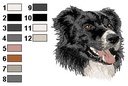 Border collie 3