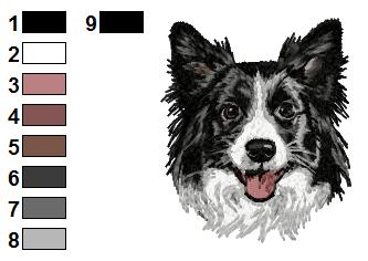 Border collie 2