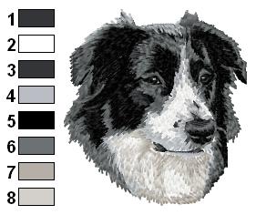 Border collie 1