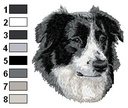 Border collie 1