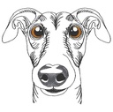 Éclipse, le Galgo